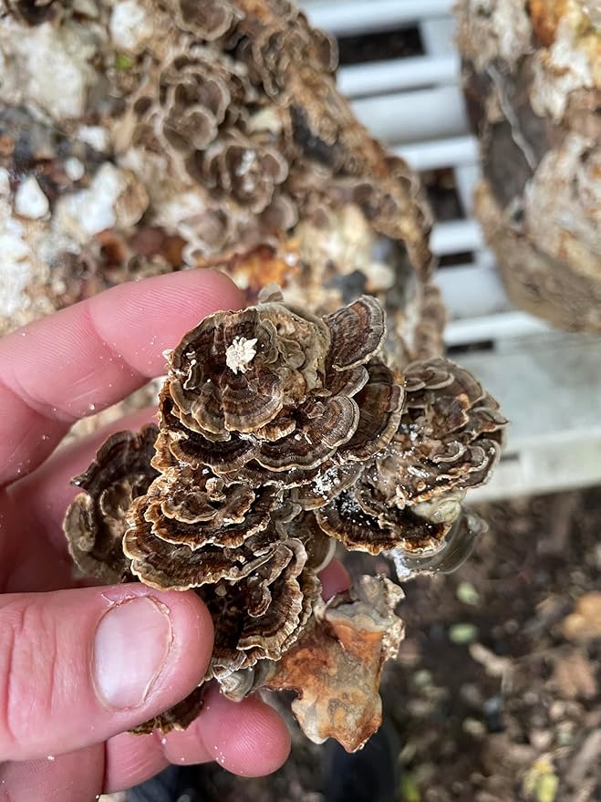 Hodgins Harvest Reishi + Turkey Tail Tincture | Made with Mushrooms Grown On Our Farm in The USA | Dual Extract | Extra-Concentrated (4 fl oz)-FlexoryFit